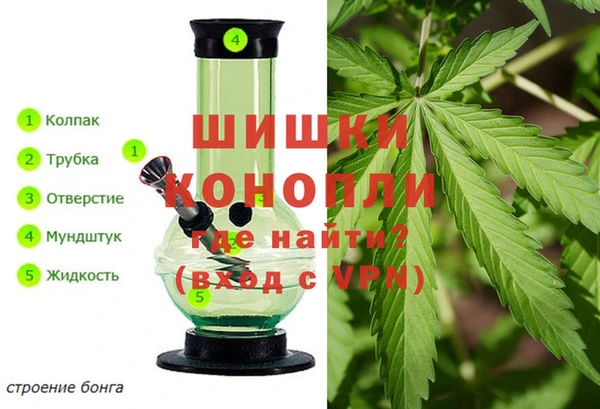 прущие грибы Елизово